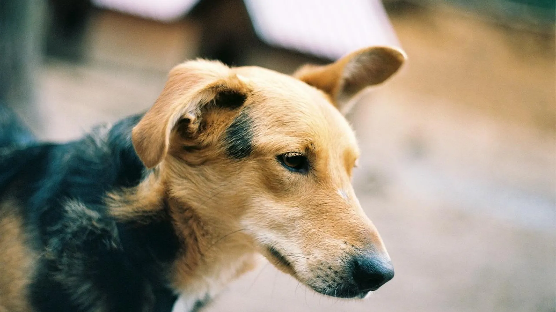 «Решил подразнить»: бездомная собака откусила часть полового органа жителю Подмосковья