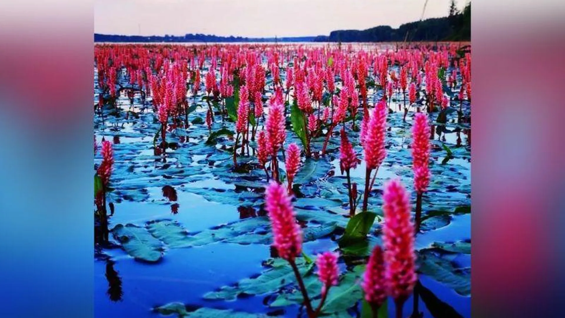 Цветы дивной красоты в водохранилище запечатлели жители Можайска