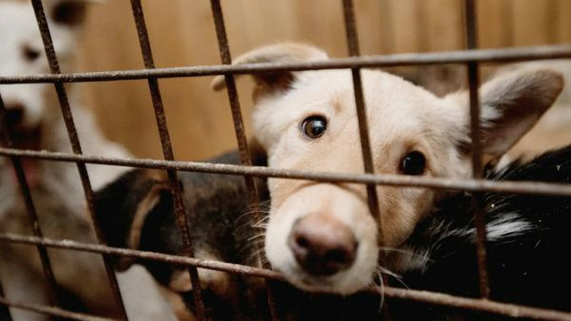 Китайские защитники животных скупают собак, чтобы спасти их от съедения