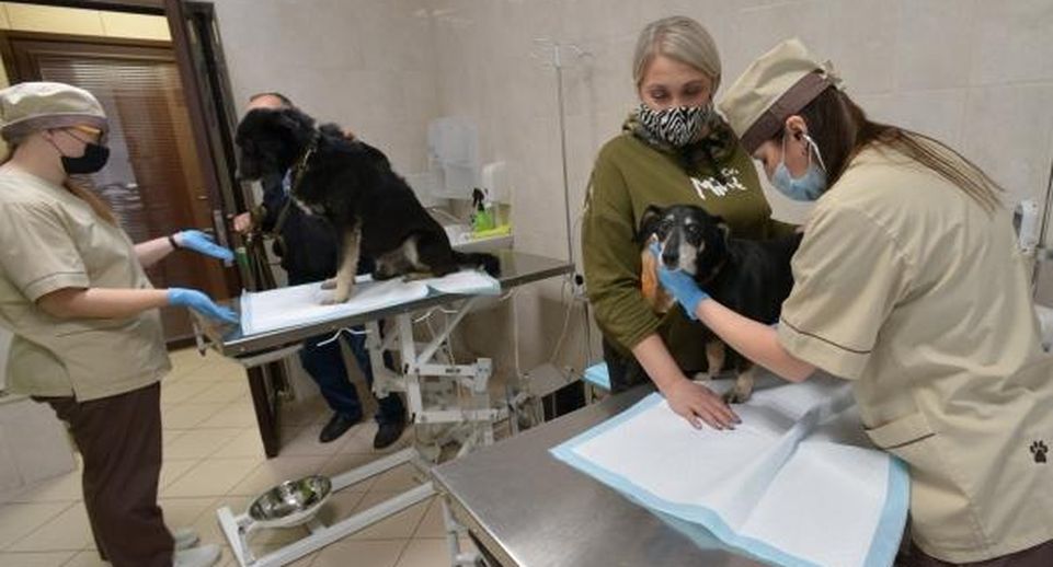 Волонтеры обнаружили облитую строительной смесью собаку на юго-востоке Москвы