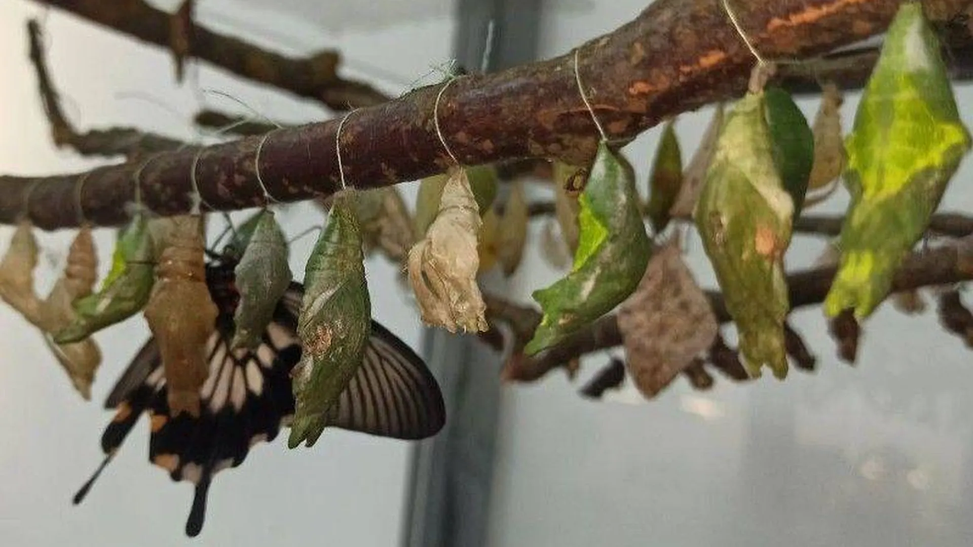 Уникальную коллекцию редких бабочек можно увидеть на подмосковной зооферме