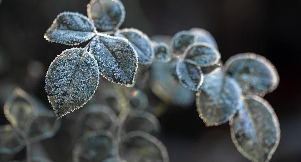 Садовод Туманов: растения от заморозков спасет задымление и накрывание пленкой