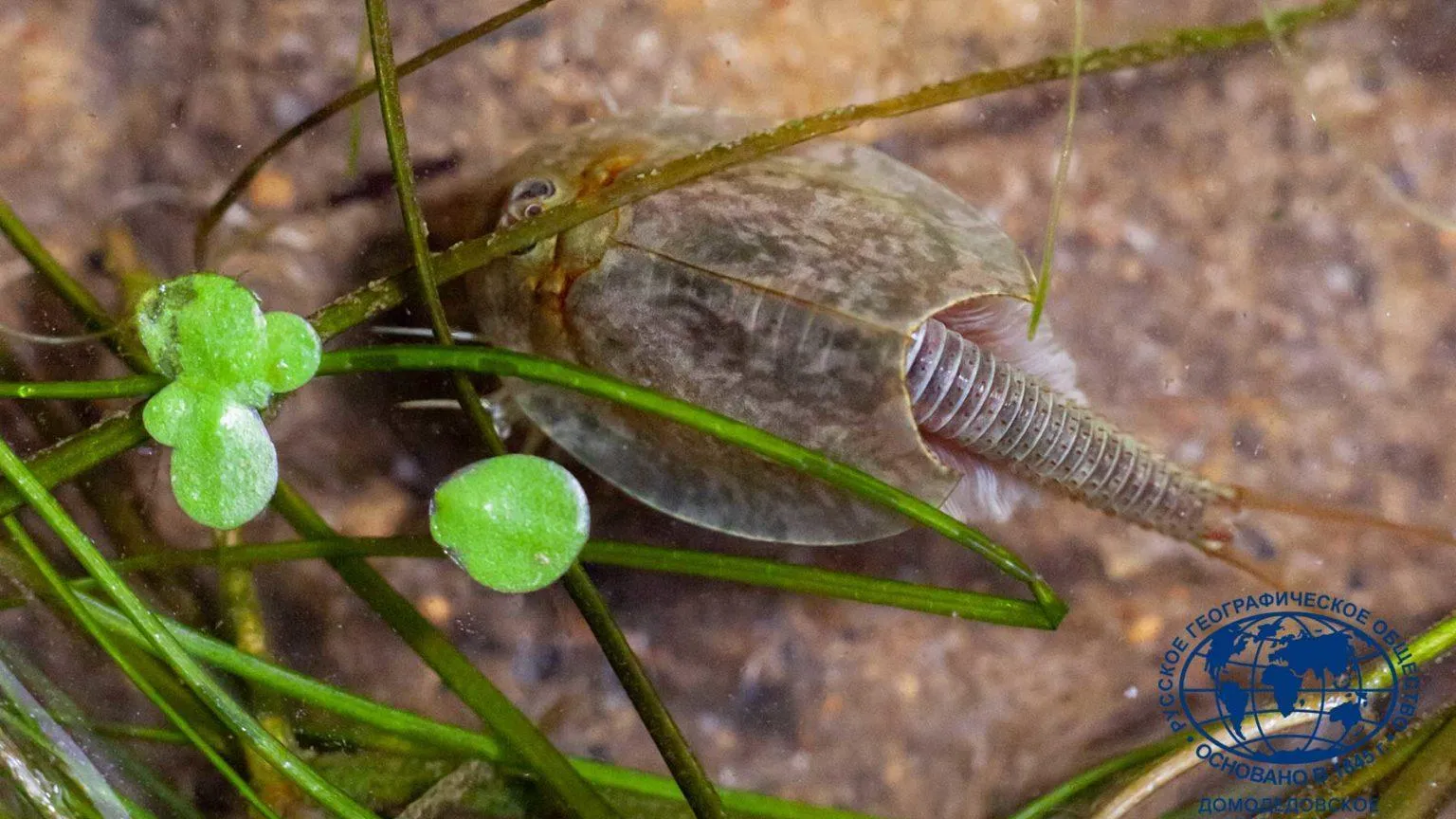 Путин обозначил базу для развития отношений России с КНДР | 360°