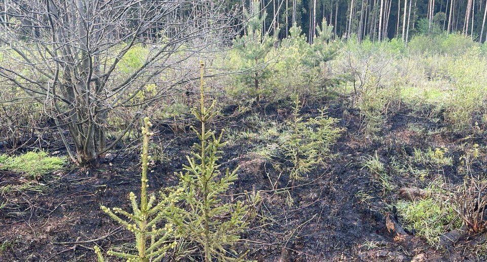 Лесной пожар потушили во Фрязине 21 мая