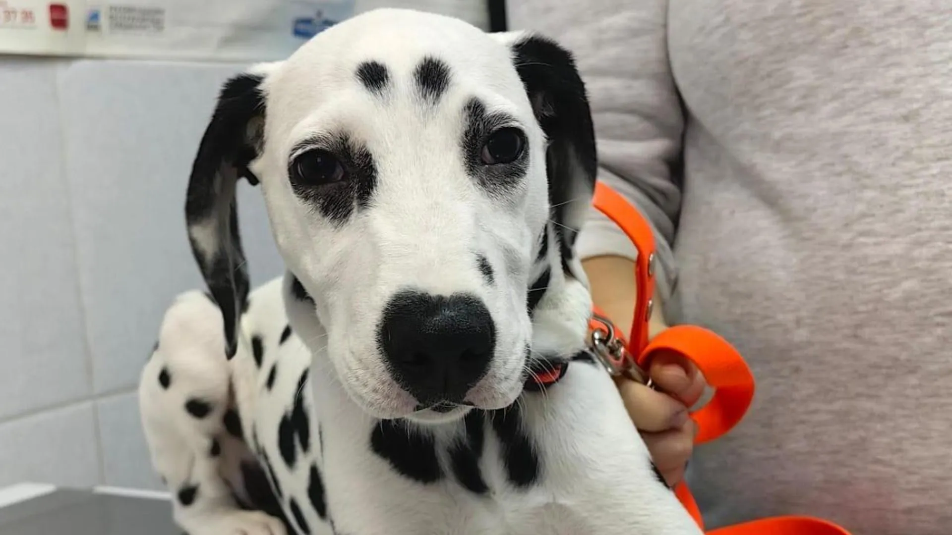 Ветеринары в Подмосковье помогли собаке, которая полгода проходила с проволокой в лапе