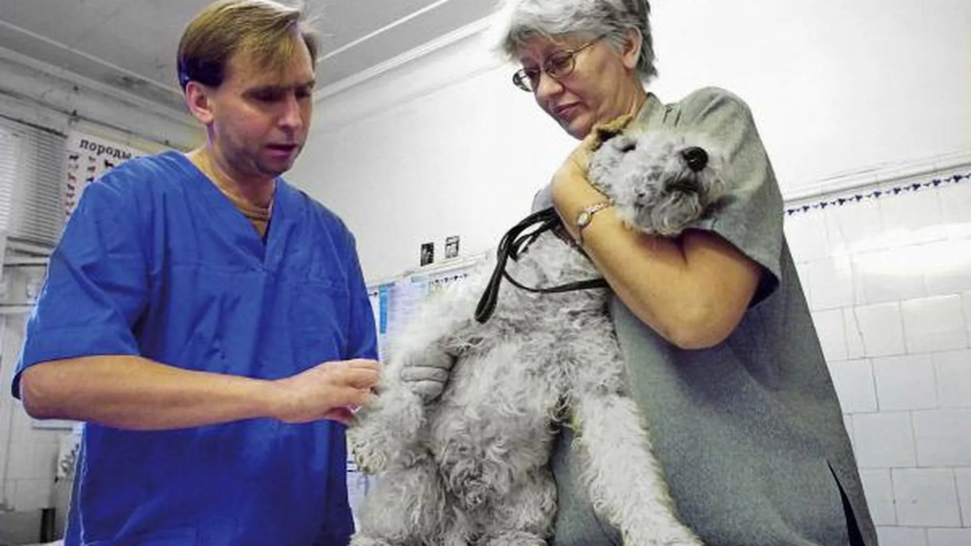 Около 15 ветеринарных лечебниц заработает в области до конца года