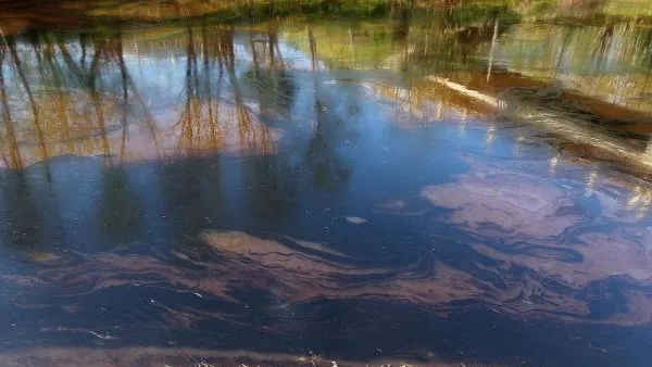 В Ногинске предприятие загрязняло реку Вассу сточными водами