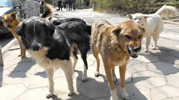 Огромная стая бродячих псов истребляет кошек в Красногорске