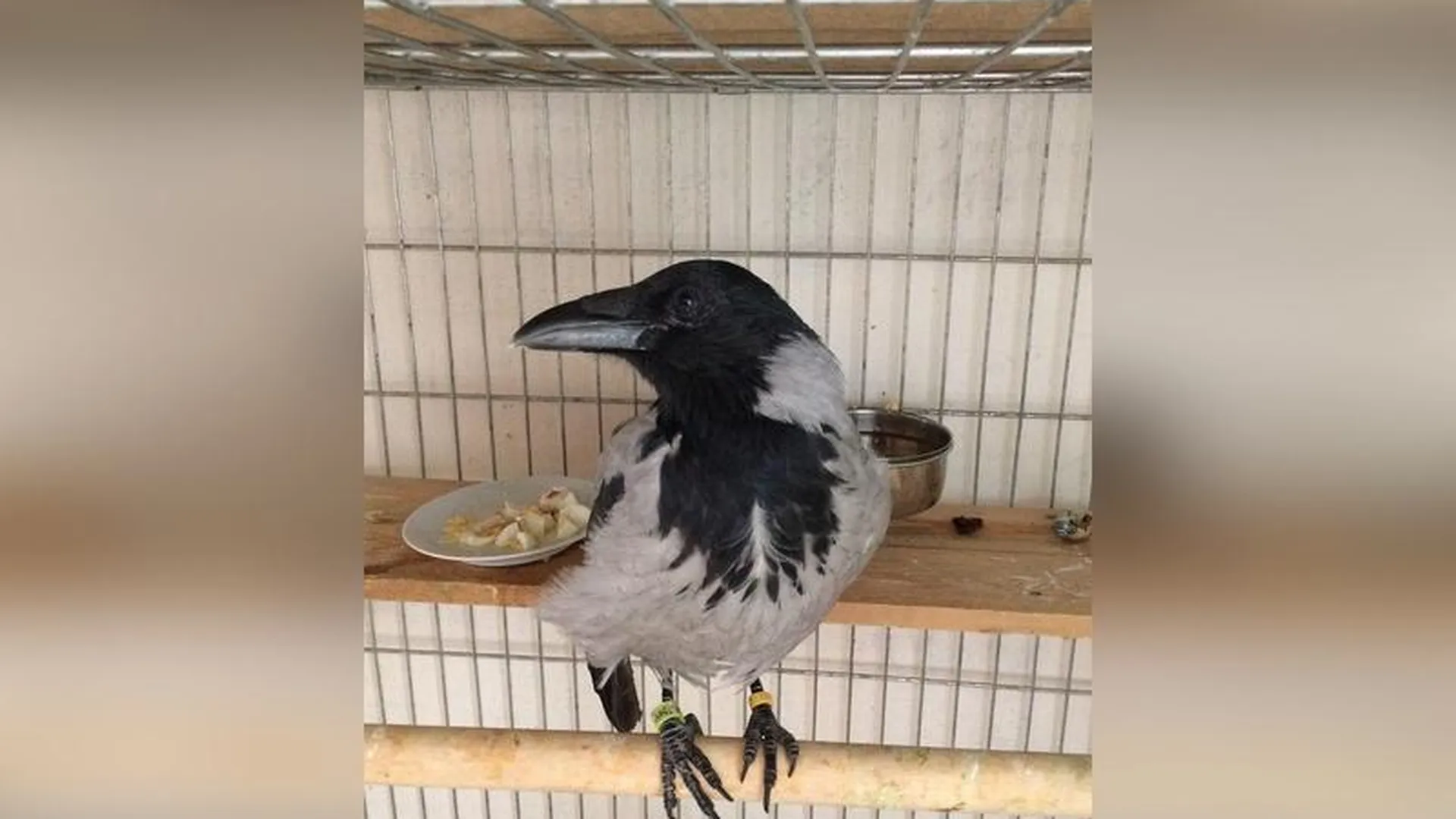 Умная ручная ворона из Дзержинского обрела дом в кошачьем приюте  