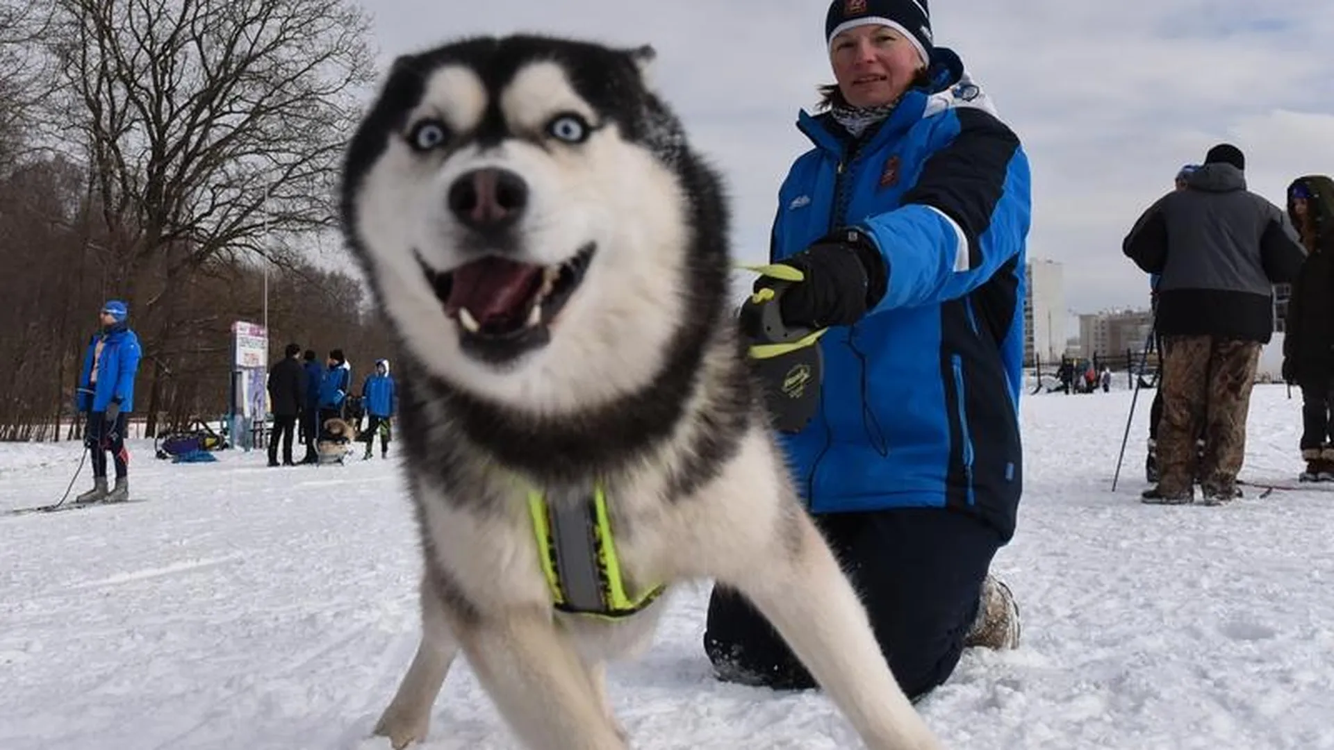 Одной собаки мало: сборная МО по ездовому спорту приносит медали мировых первенств