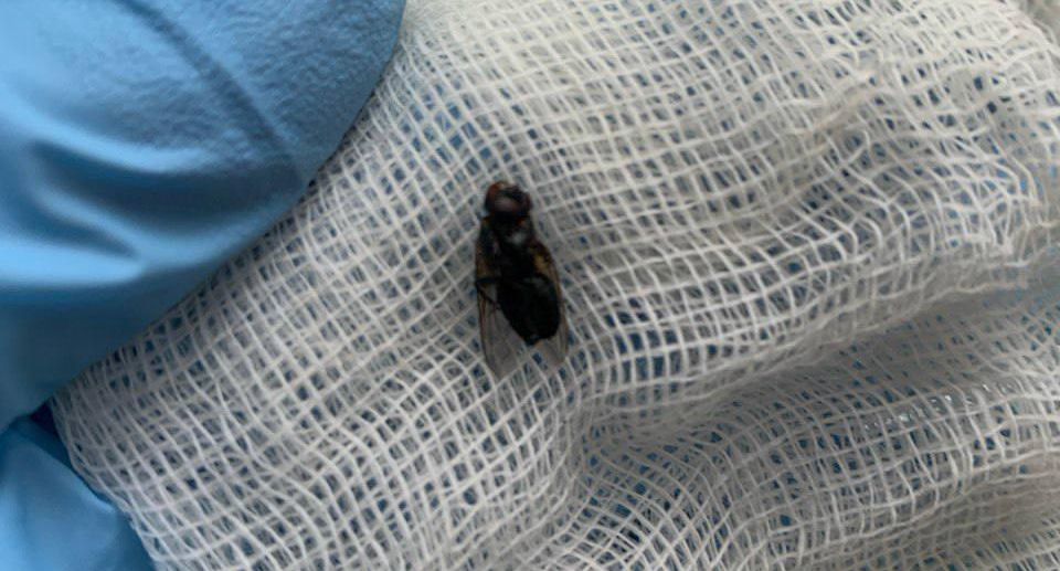 Живую муху достали из носа мужчины в Видновской больнице