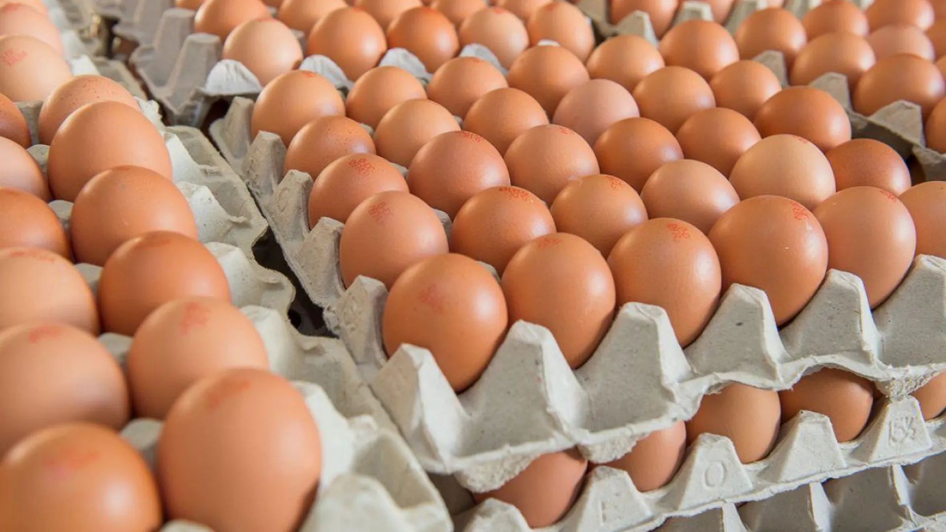 Более семи миллионов яиц ежегодно будут производить в Шаховской
