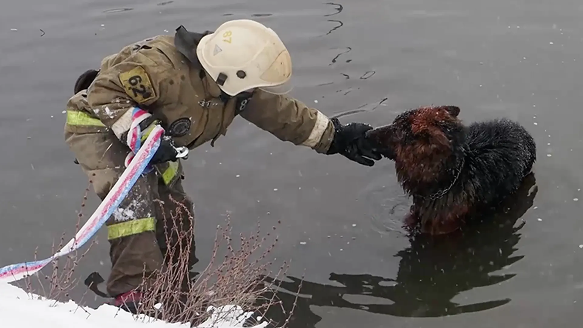 Пожарные и очевидцы спасли собаку из ледяной воды в Сергиевом Посаде