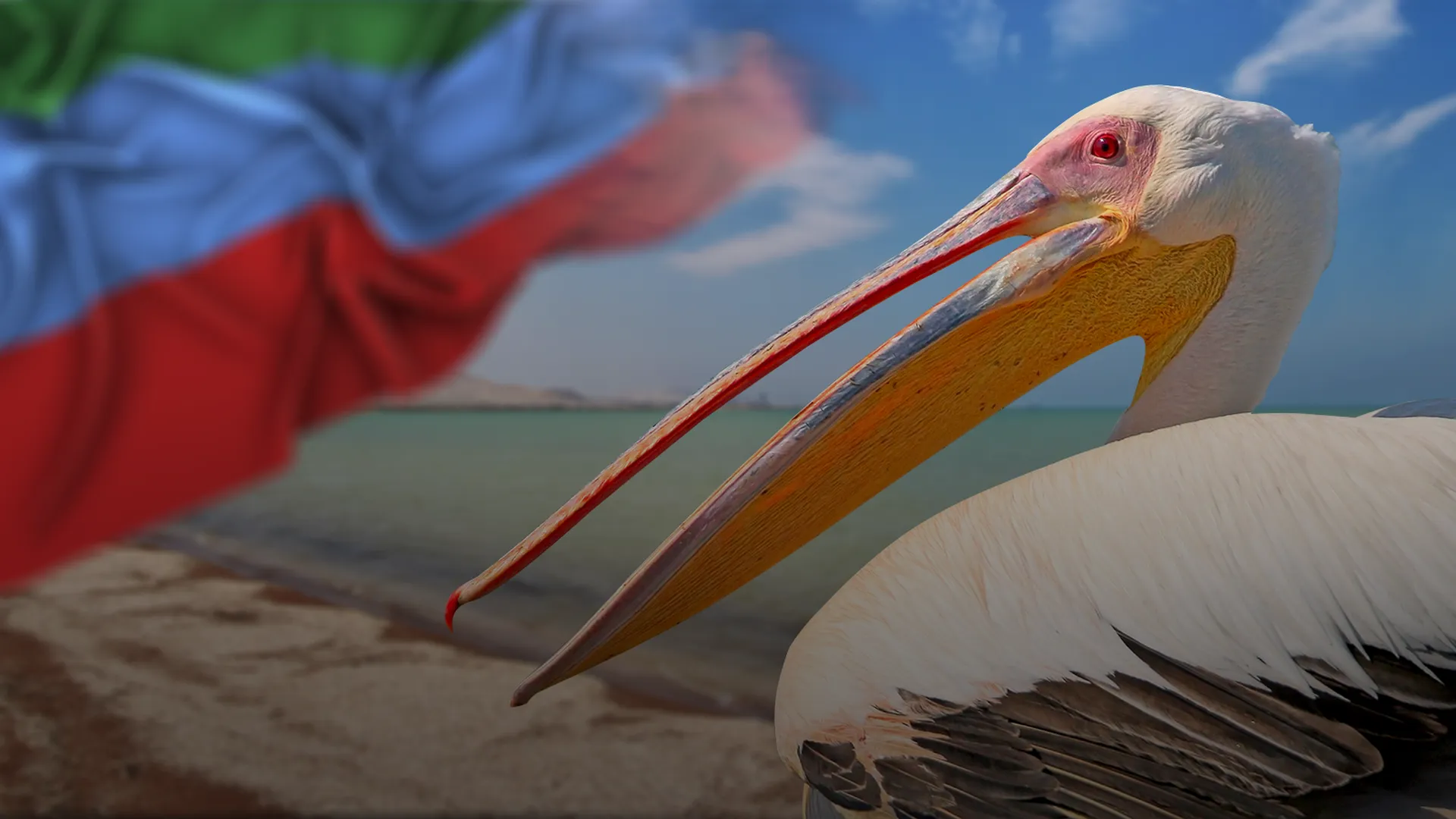 Пеликан на фоне берега моря и флага Дагестана