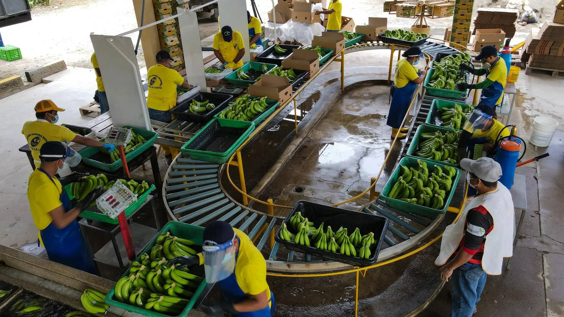 Цех сортировки бананов в Эквадоре. Фото: David Diaz