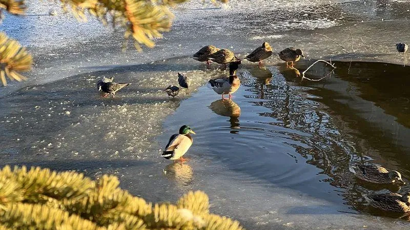 В Подмосковье утки могут замерзнуть в пруду из-за морозов