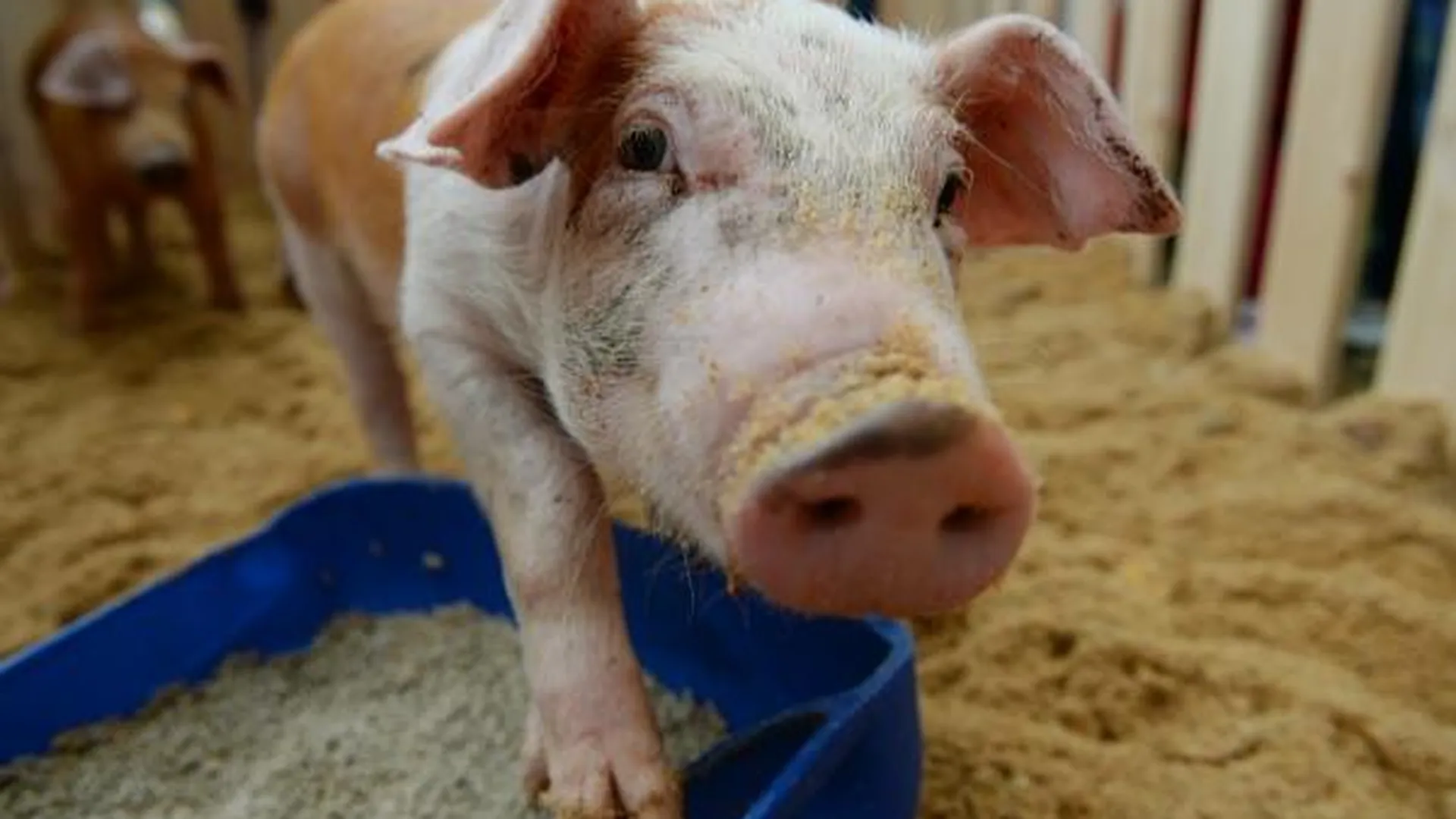Шесть тысяч свиней уничтожат в Подмосковье из-за АЧС