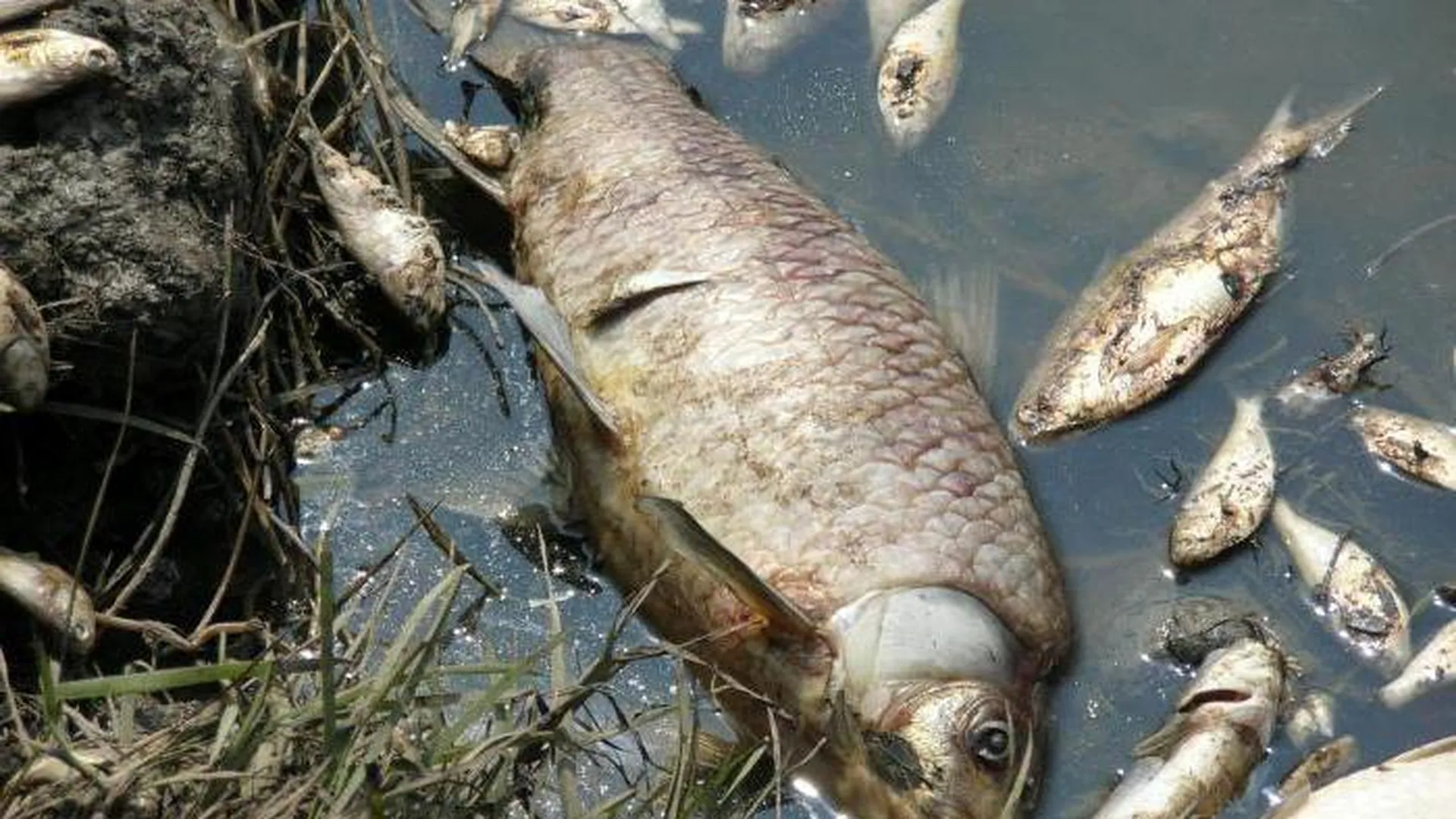 Умершие зимой рыбы только сейчас всплыли в Подольске