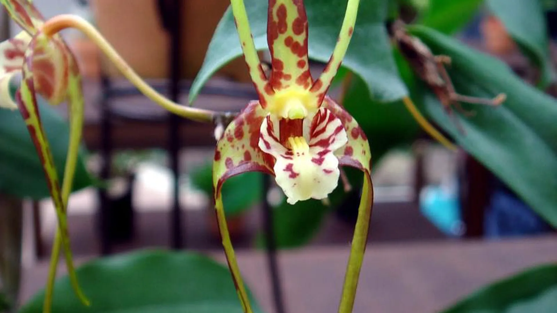 В «Аптекарском огороде» появились волосистая орхидея и орхидея-паук