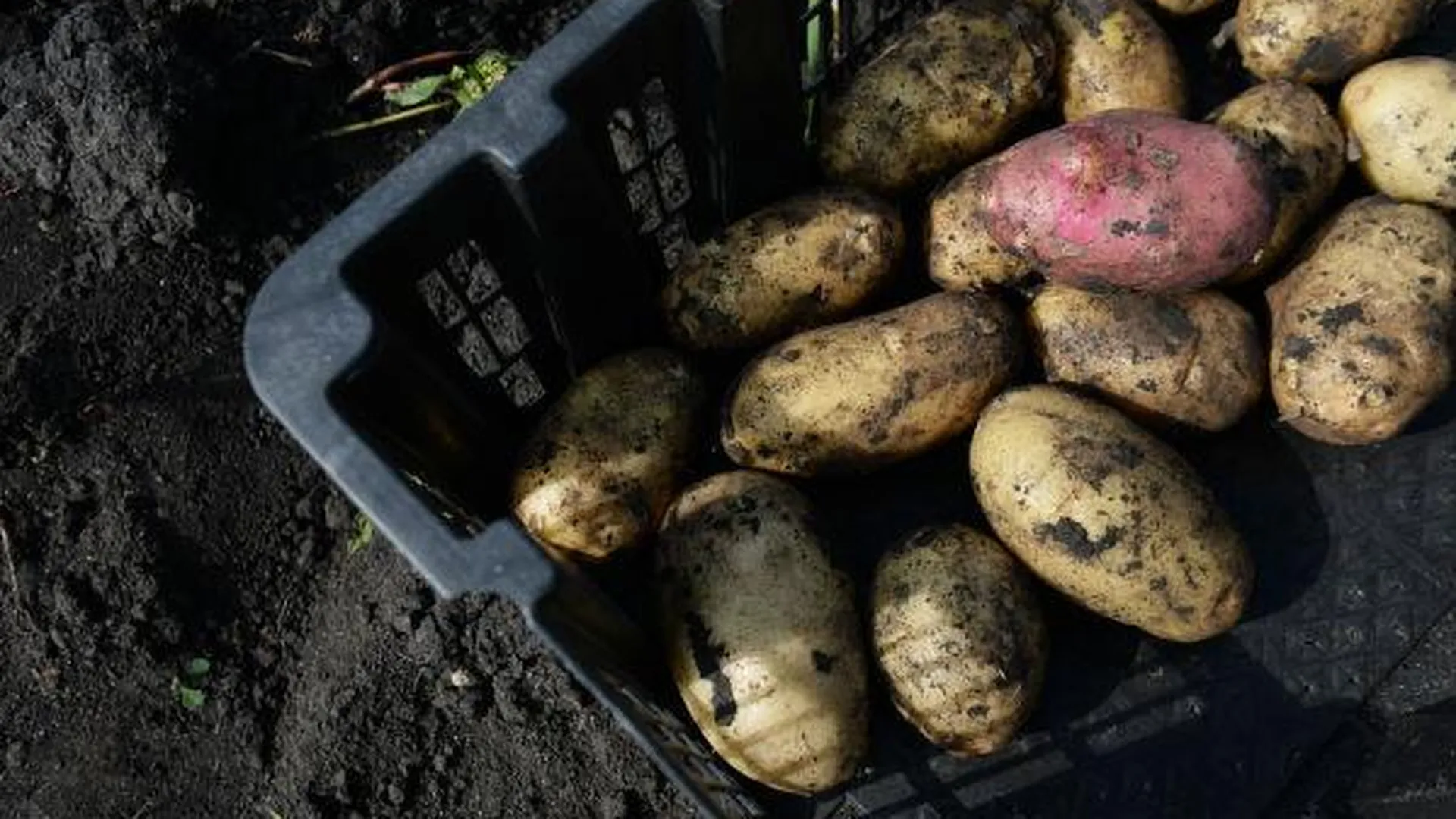Почти 36,4 тысячи тонн картофеля и овощей собрали в области