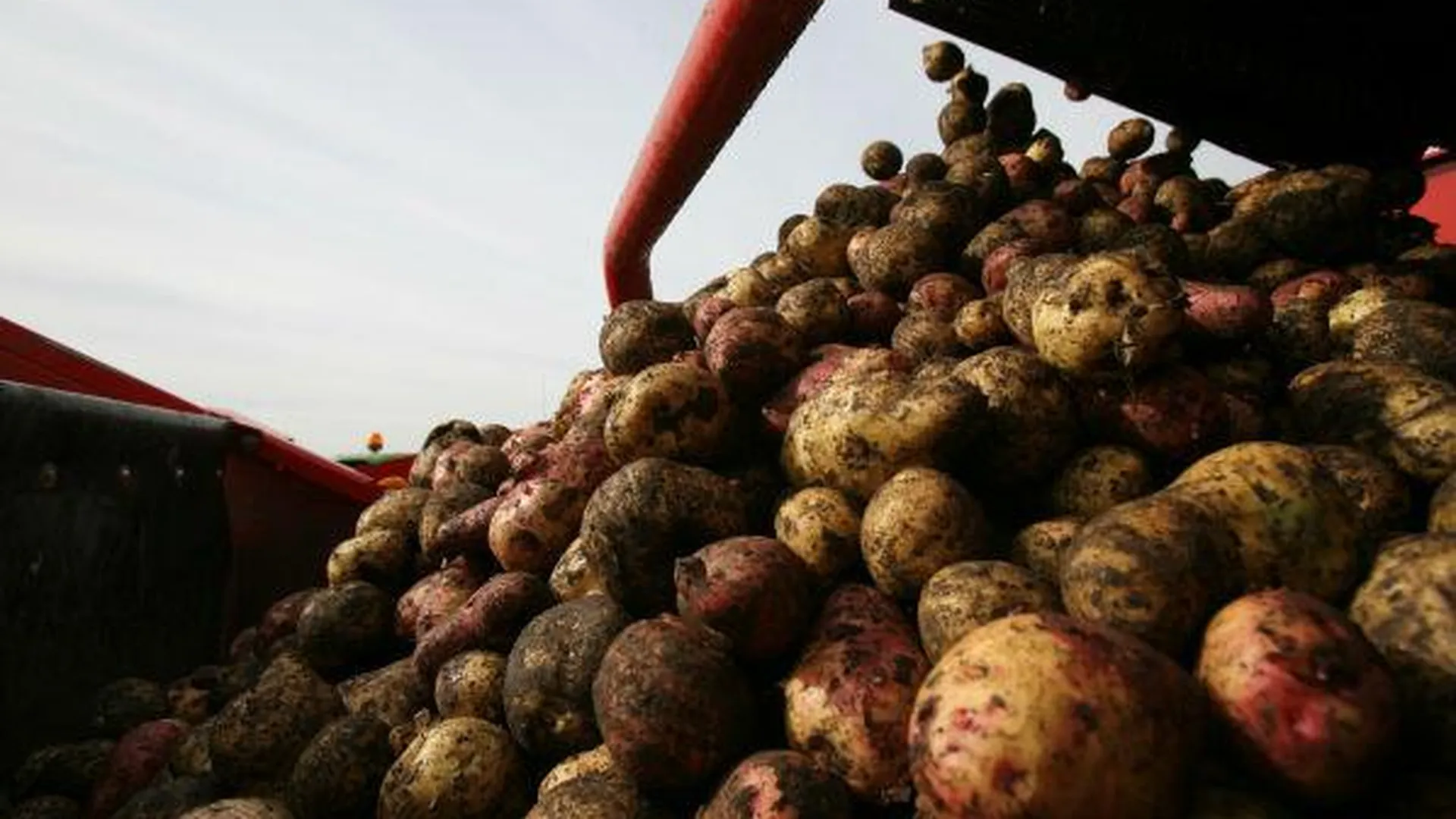 В области собрали 140 тысяч тонн картофеля
