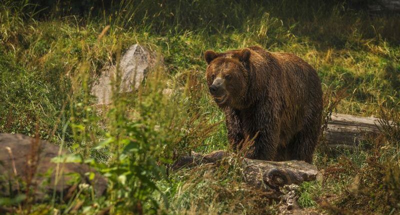 Spotmedia.ro: в Румынии медведь затащил в лес и растерзал 19-летнюю девушку
