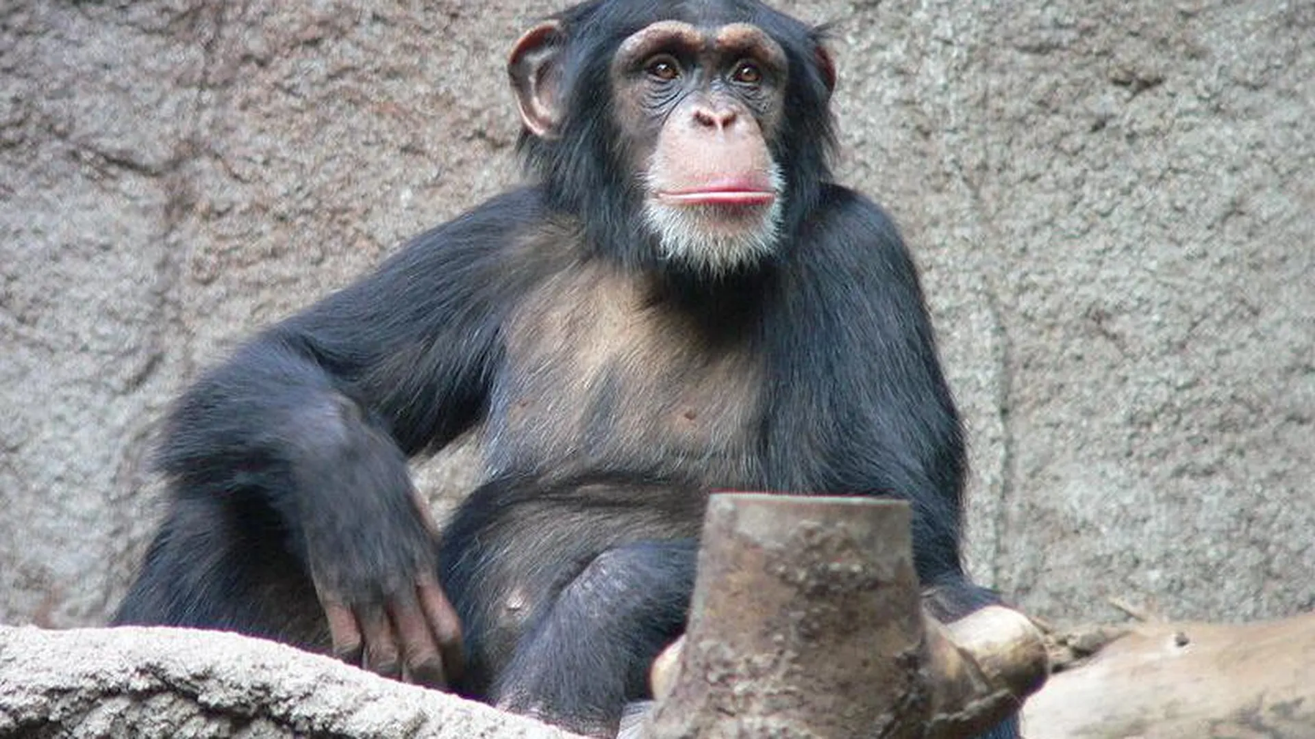 В Африке шимпанзе научились при помощи палок добывать себе воду