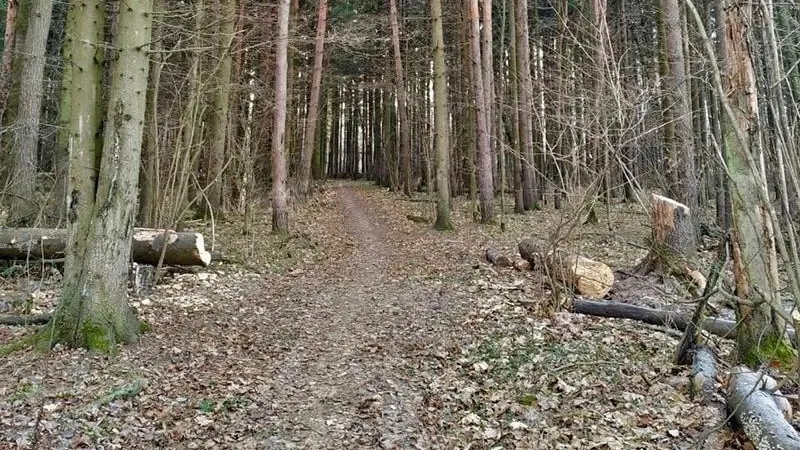 Неравнодушный житель Одинцово с топором в одиночку расчистил лес от валежника