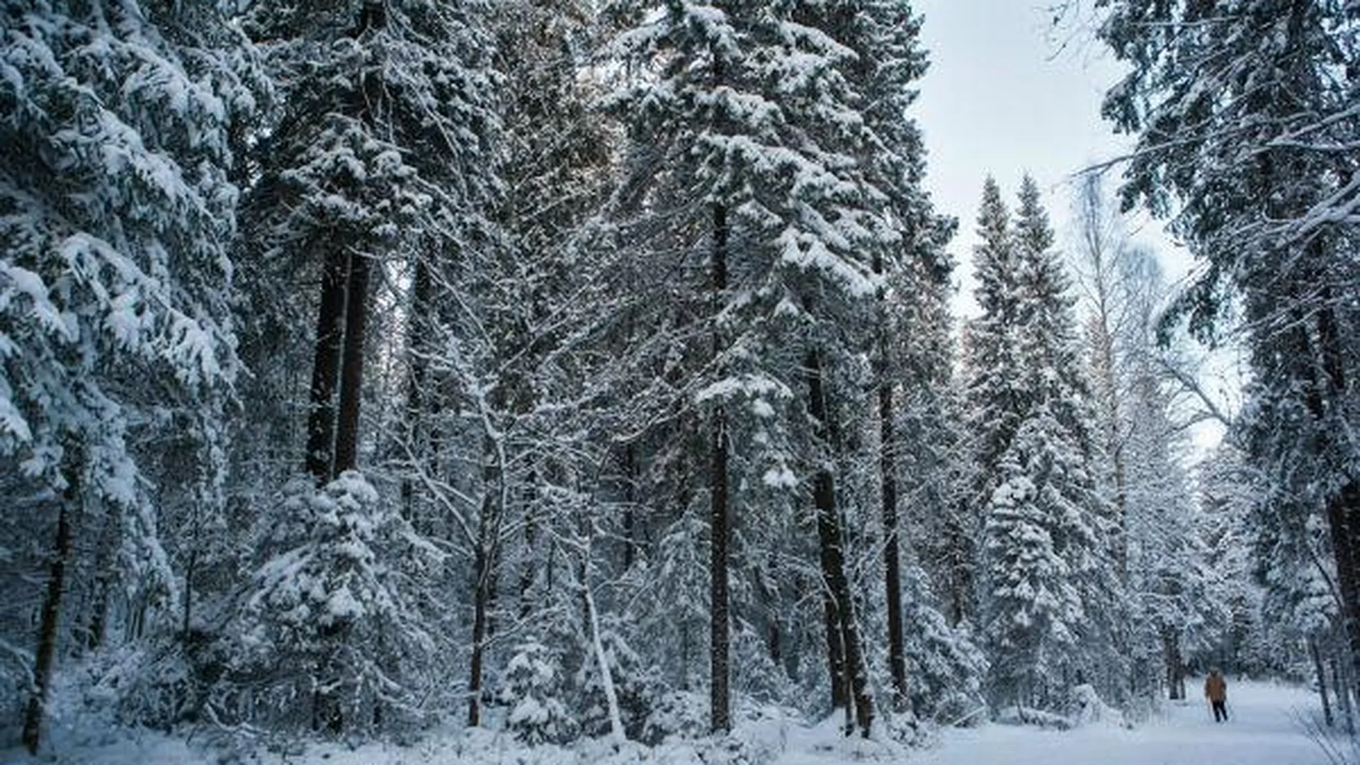 Чупраков: основная задача Комлесхоза в 2016 году – лесовосстановление 