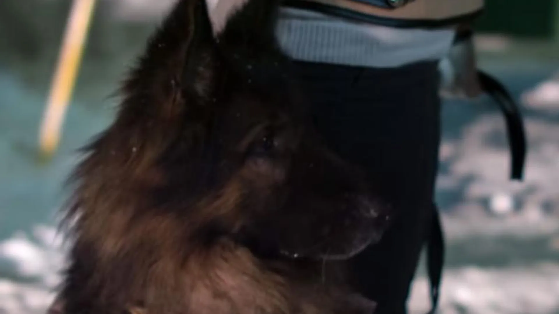 Подмосковный пес-полицейский в жилете со световозвращателями напомнил о важности соблюдения ПДД