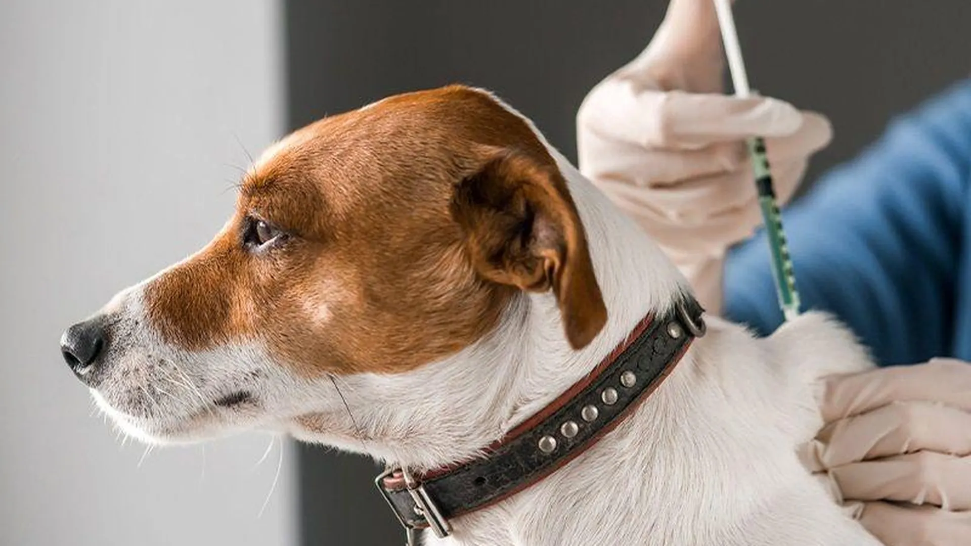 Горожане пожаловались на халатное обращение с животными в клинике Хотьково