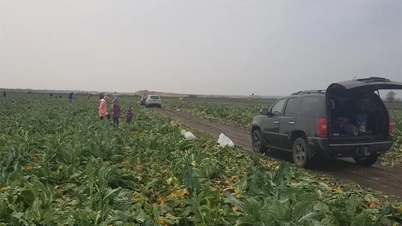 Срубить капусты: жители Раменского обчистили поле щедрого фермера