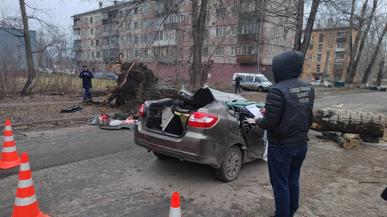 СК подтвердил гибель людей после падения дерева на машину в Новокузнецке |  360°