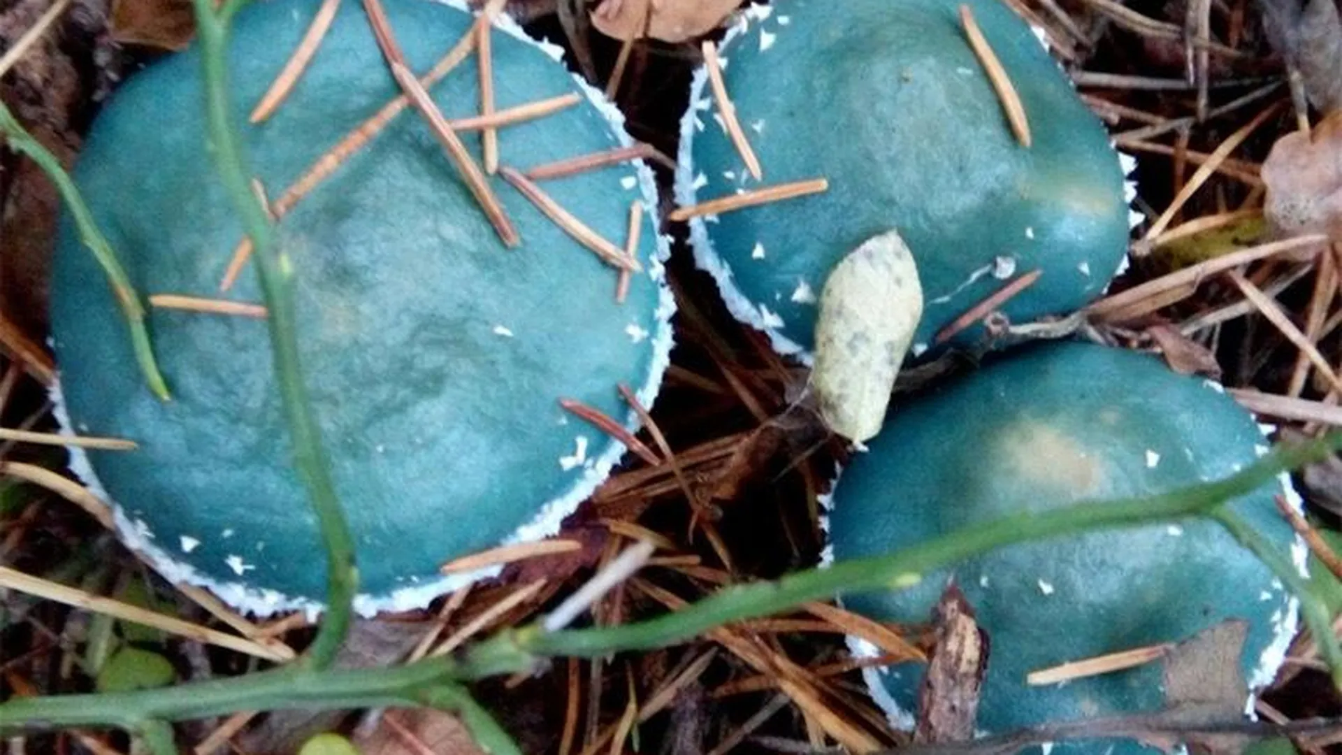 Редкий сине-зеленый гриб обнаружен в подмосковном лесу