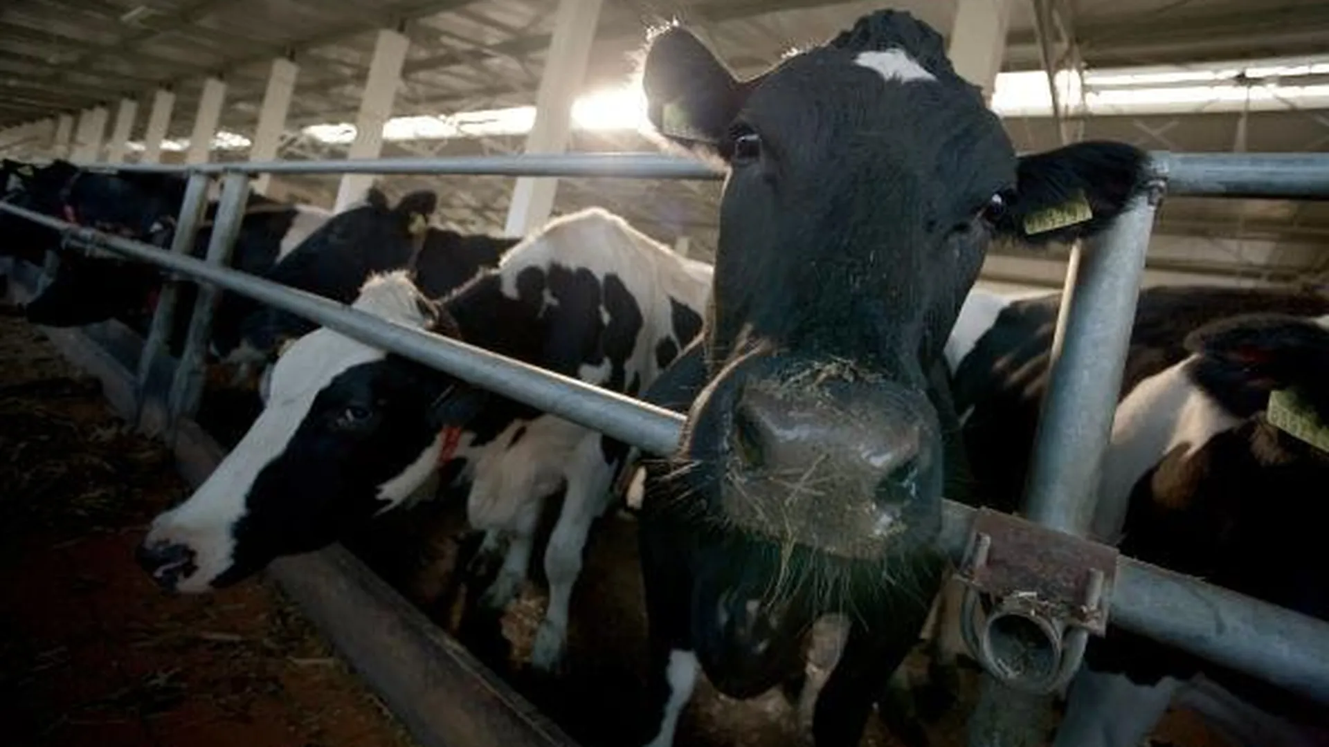Для рогатого скота в МО заготовлено около 2 млн тонн кормов