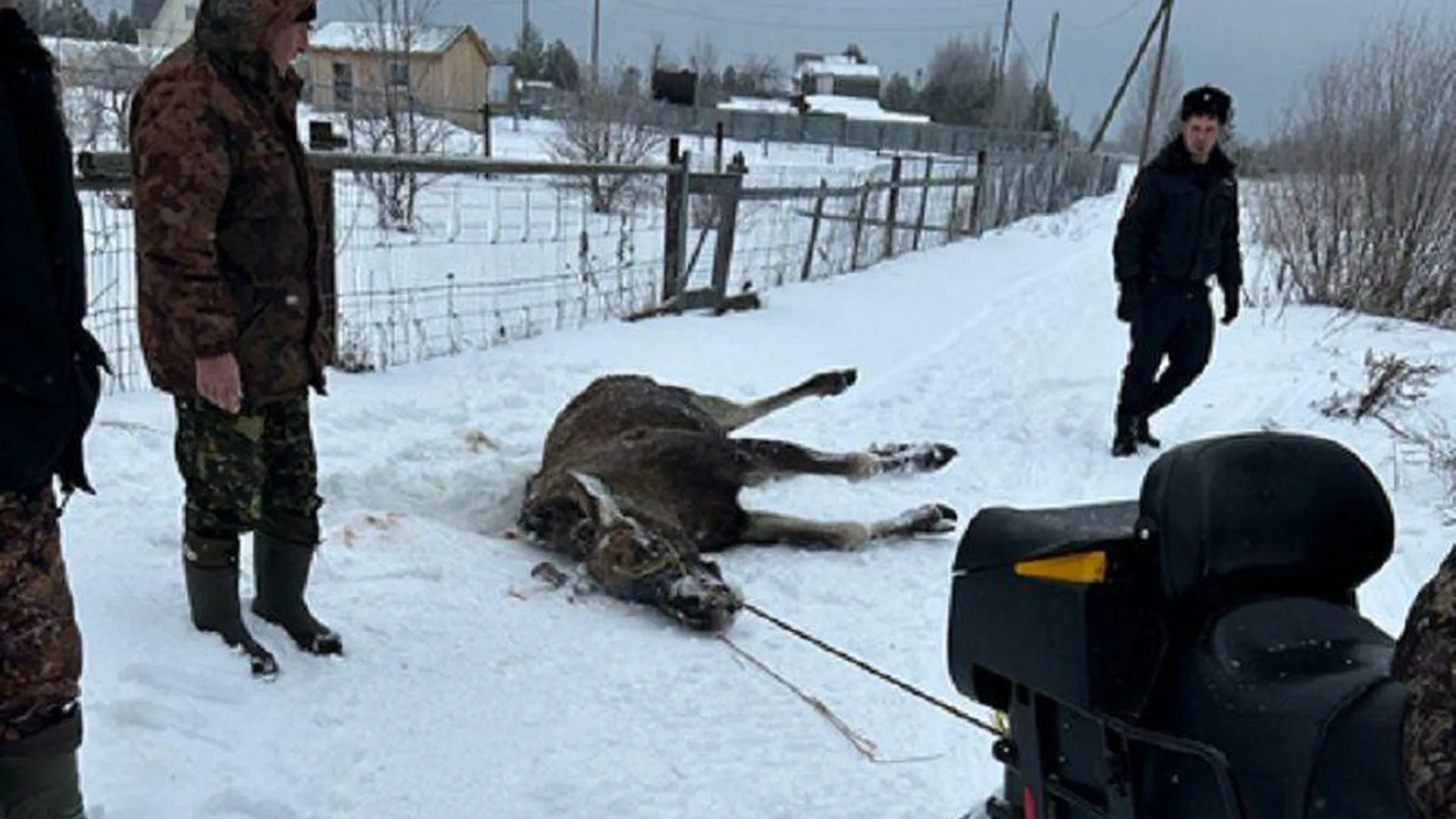 Погибшего лося нашли на окраине деревни Игумново в городском округе Клин