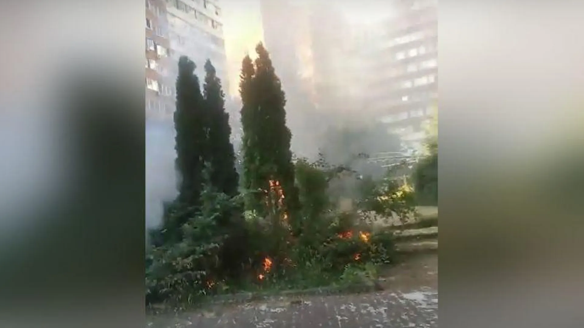 Злоумышленники подожгли тополиный пух в Одинцово