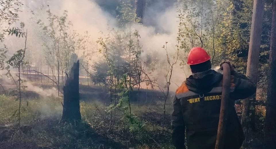 Лесной пожар потушили в Орехово-Зуеве