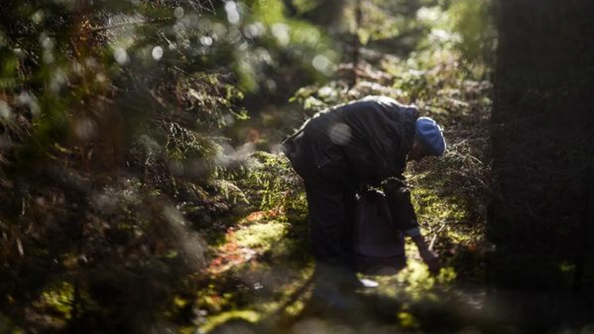Бабуля-потеряшка из Одинцовского района каждый год 7 августа пропадает в лесу