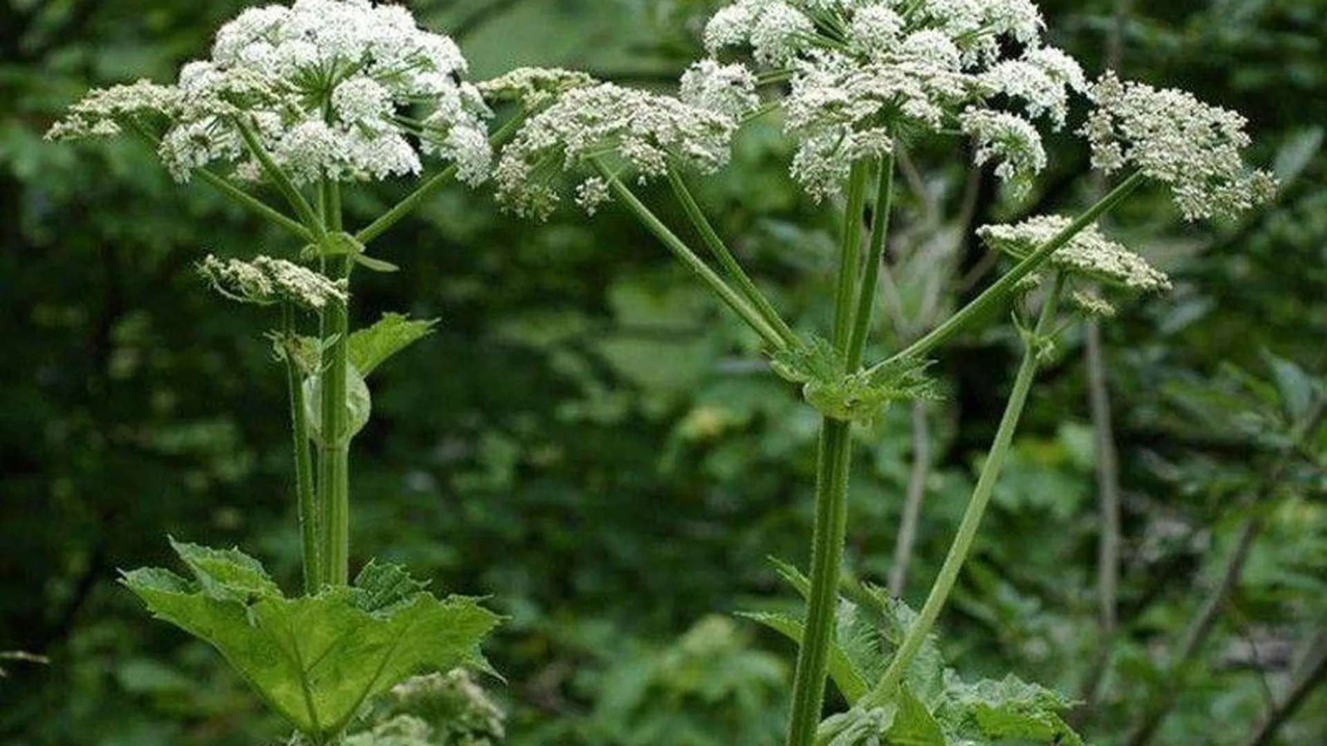 Где В Кукморе Можно Купить Белоголовка Растение
