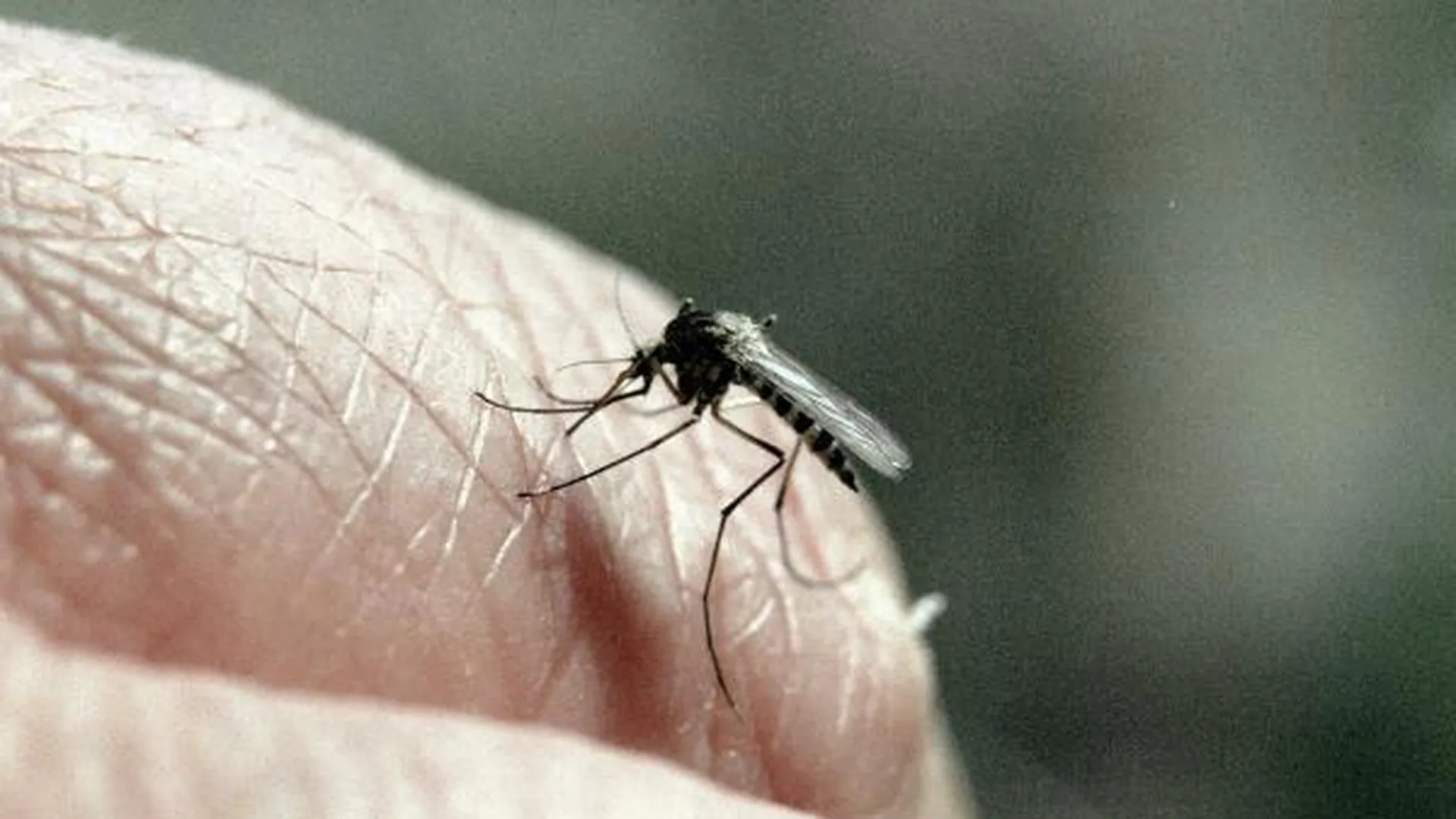 Американские ученые назвали категории людей, которых больше всех кусают комары