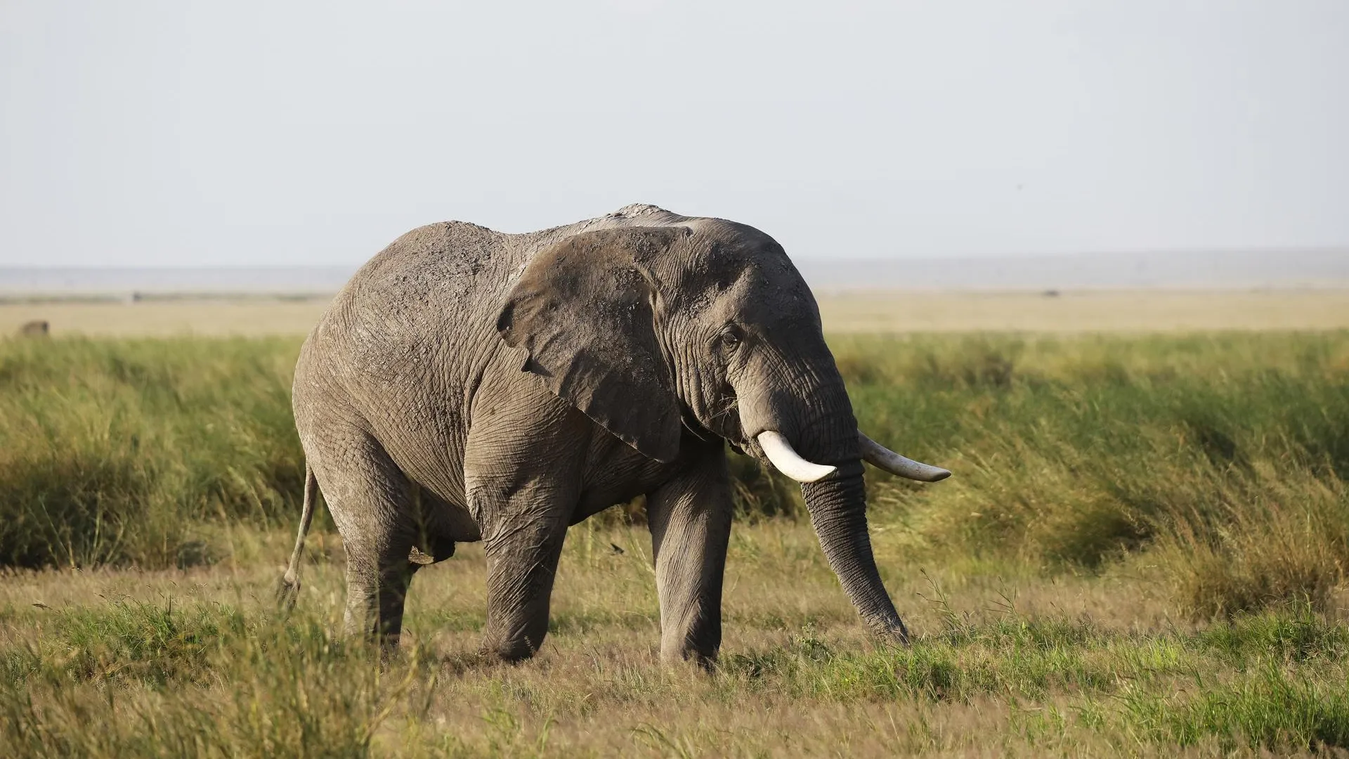 Слон разбушевался во время сафари в Замбии и напал на людей, погиб один турист