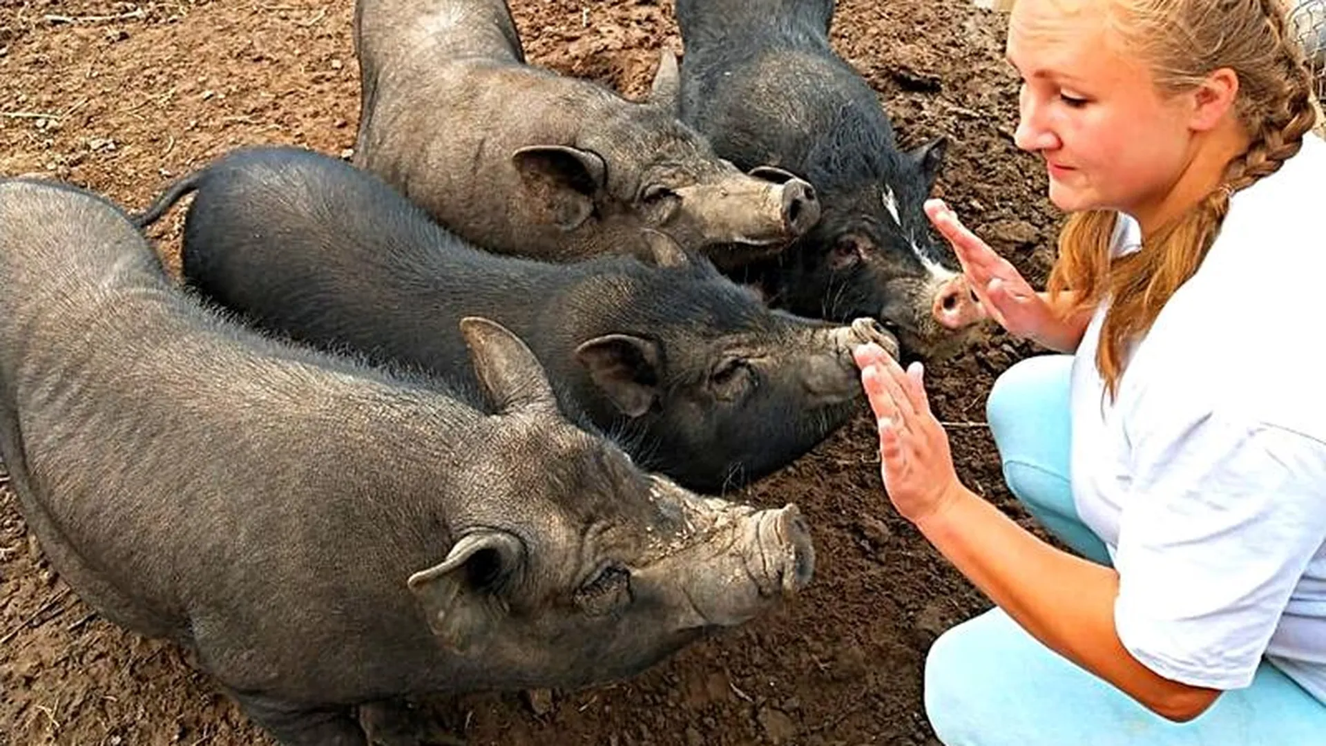 Каждому по свинье: жительница Можайска бесплатно раздает фермерских животных нуждающимся 