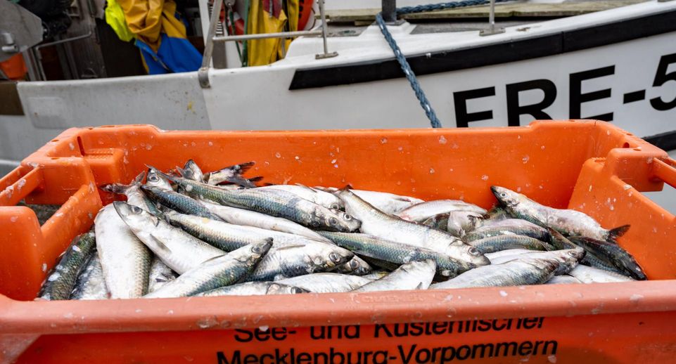 Bloomberg: балтийская сельдь оказалась на грани исчезновения из-за лосося