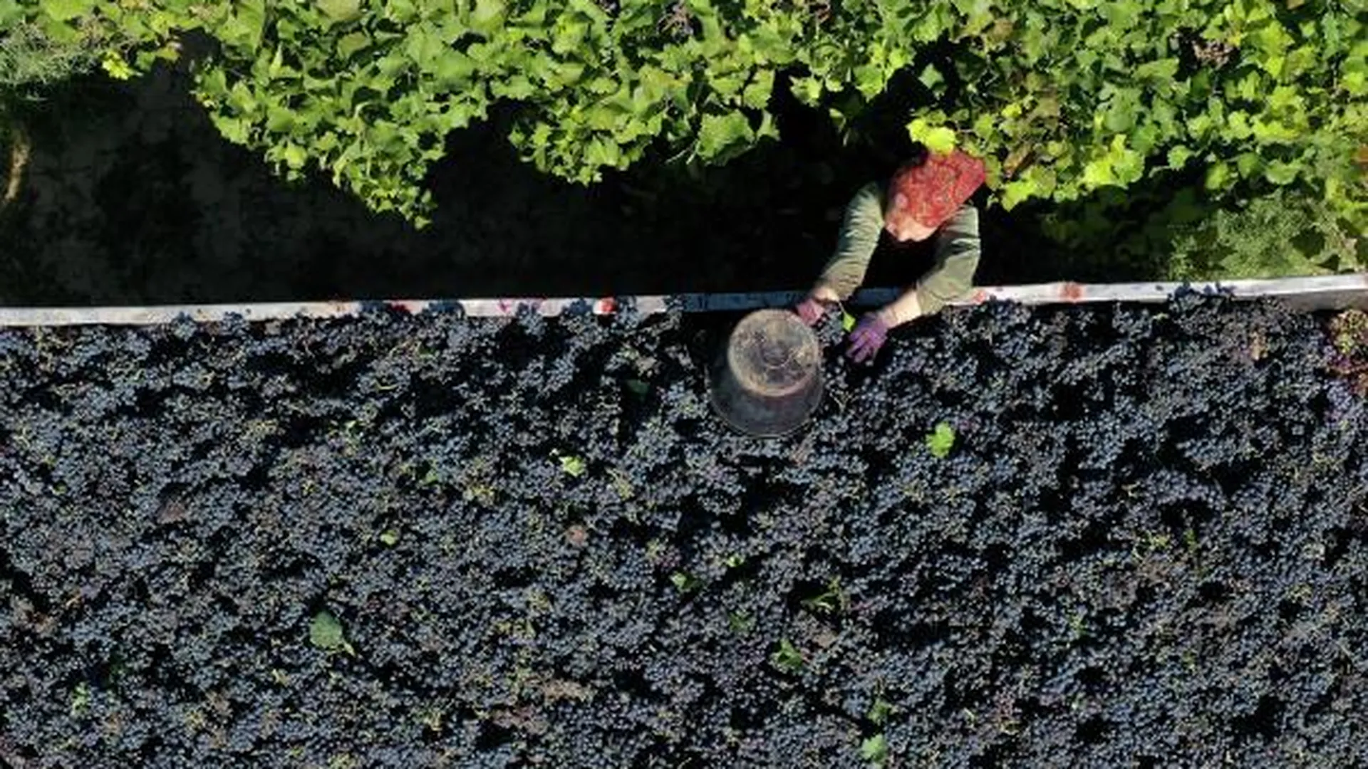 Ручная уборка винограда в агрофирме «Южная»