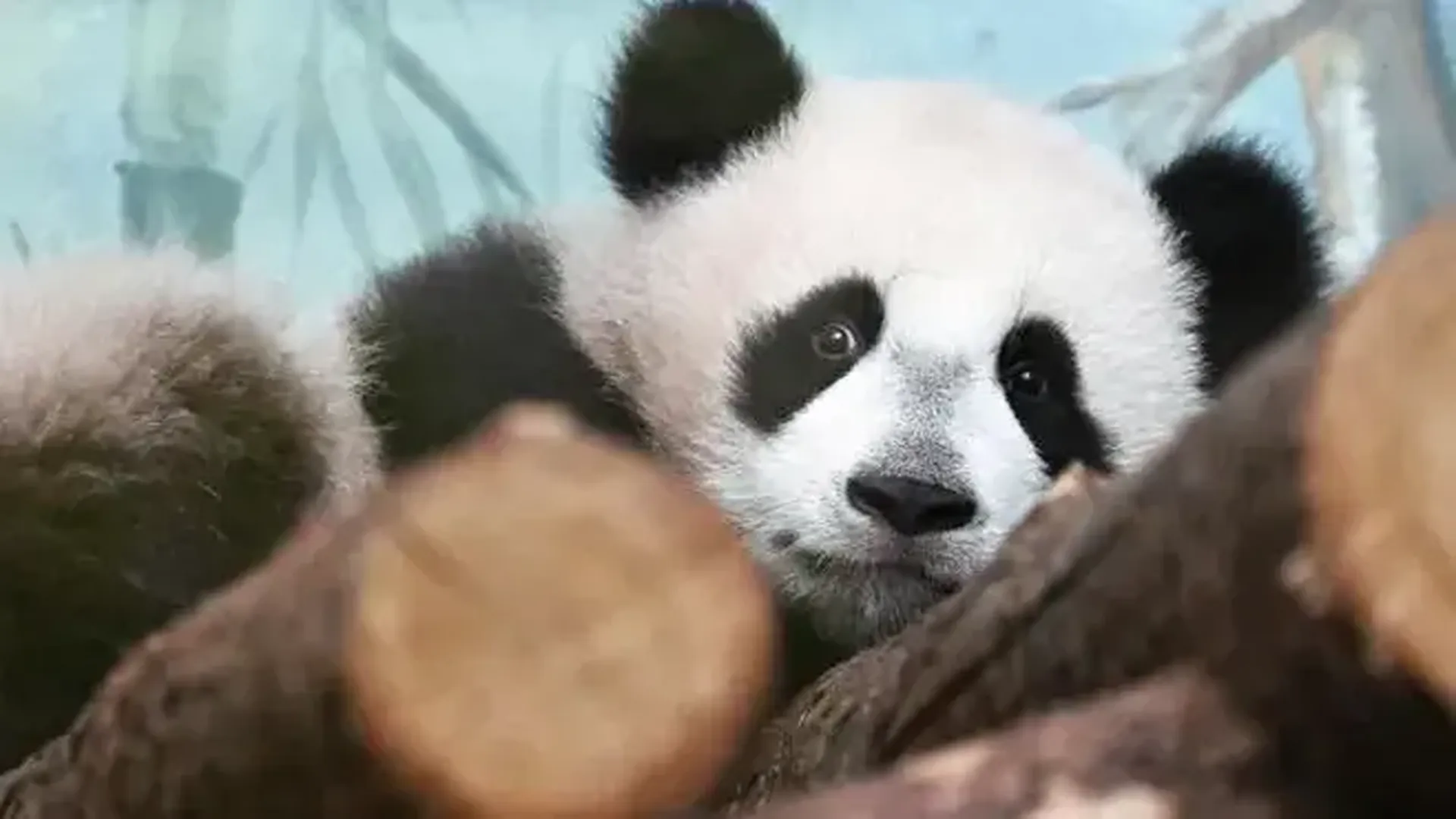 «Дядя Игорь, прости». Сотрудник зоопарка получил необычный презент после нападения панды Катюши