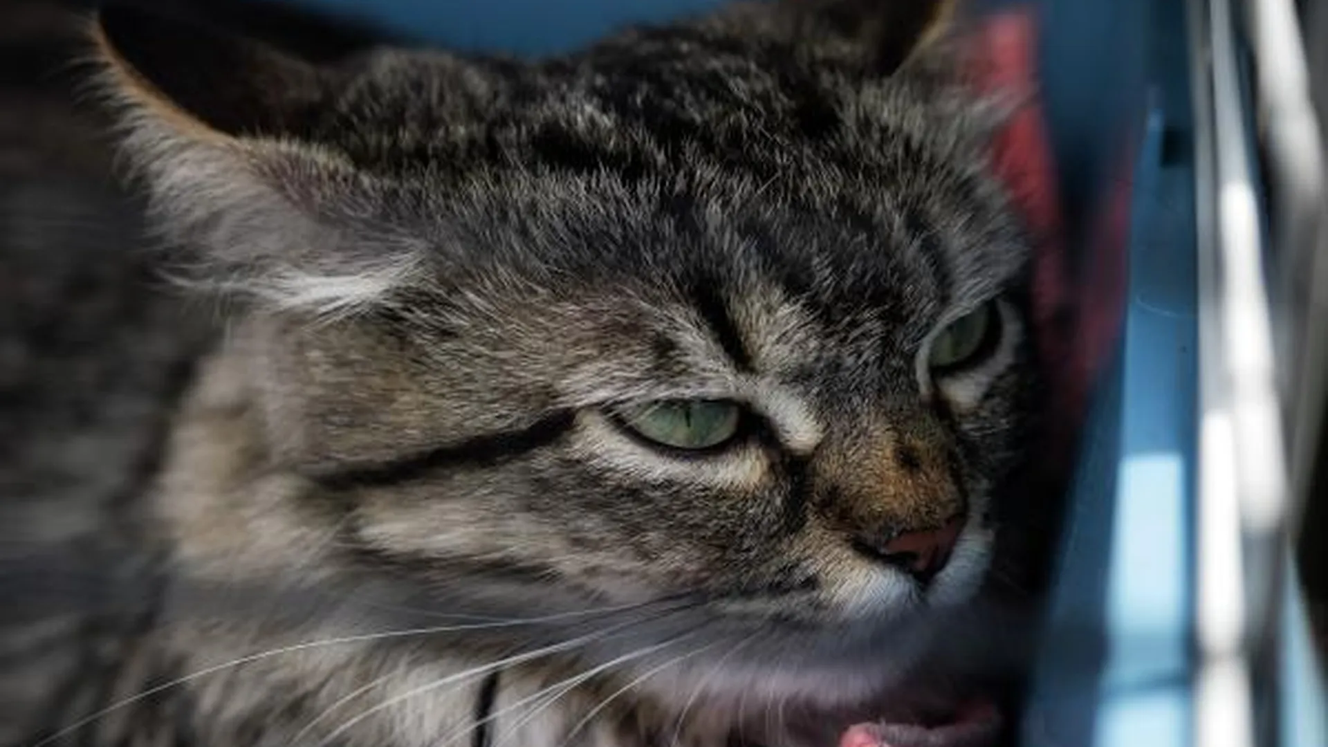 Десятки кошек обглодали труп своей престарелой хозяйки в Подольске