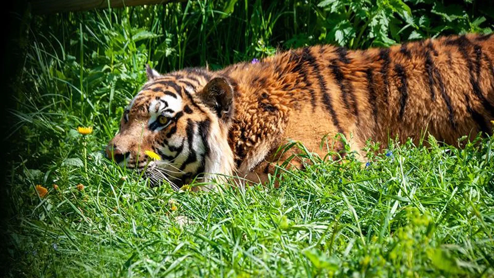 Амурский тигр Тарзан, проживающий в Ленинском округе, ищет опекуна