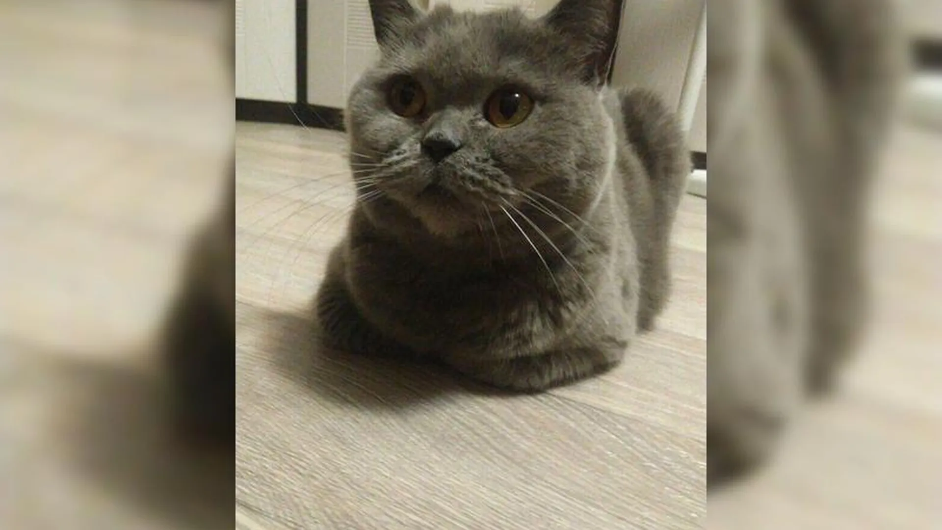 Кошка Маруся потерялась в суете после взрыва бытового газа в Раменском