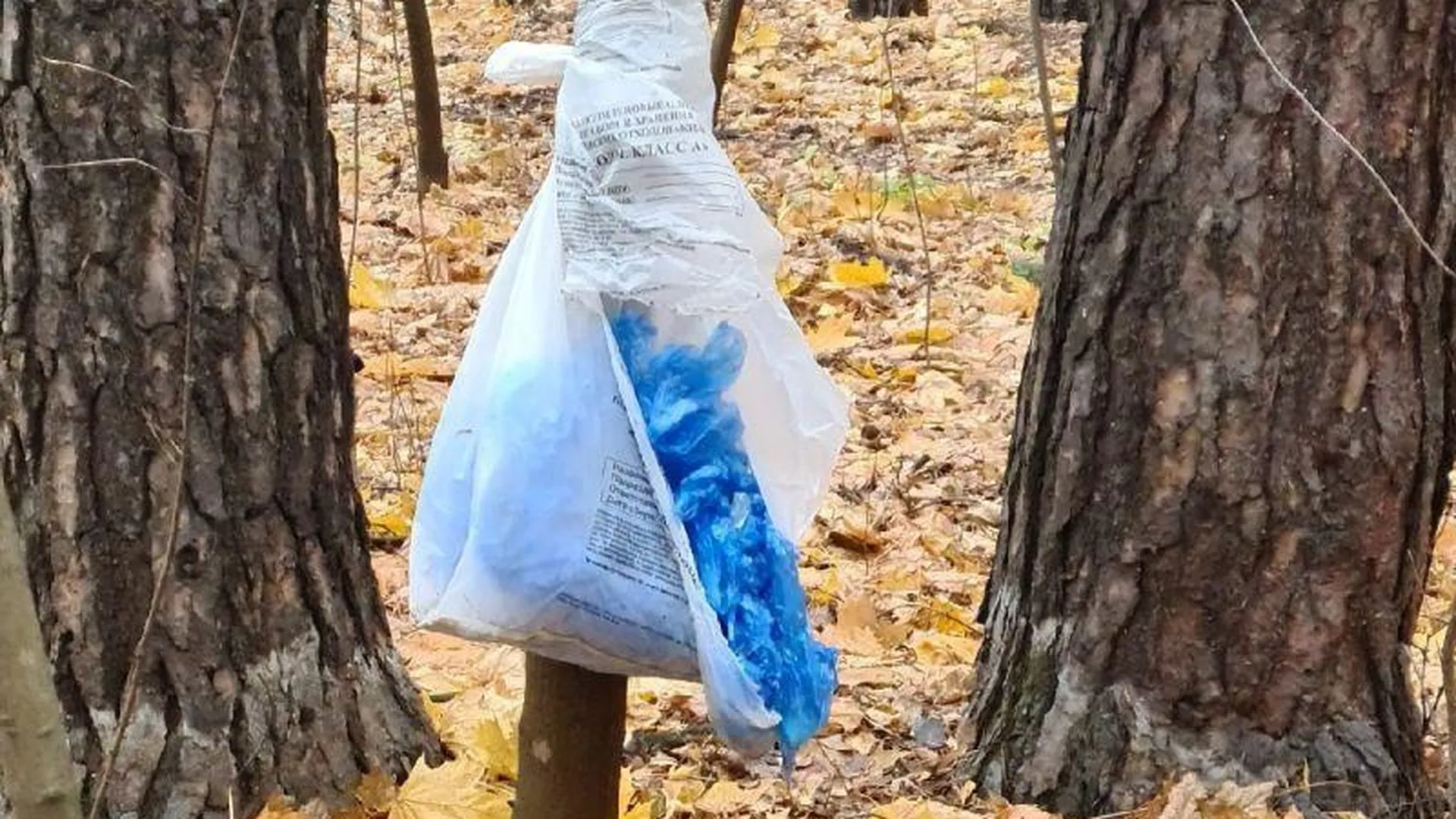 Медицинские отходы в лесу обнаружила жительница Балашихи